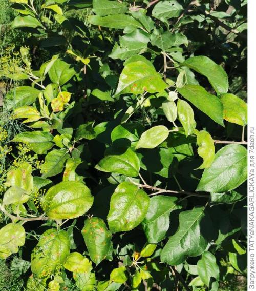 Можно ли сажать деревья в дождь. Если льют дожди все время, и садовым деревьям стало плохо, ты им помоги немного