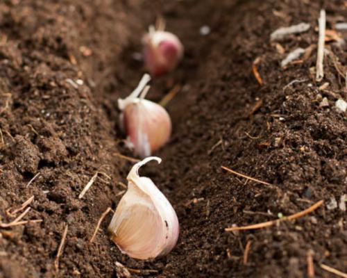 До какого времени осенью можно сажать многолетники. 05