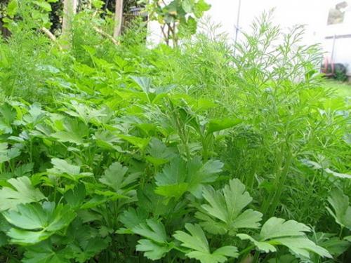 До какого времени осенью можно сажать многолетники. 07