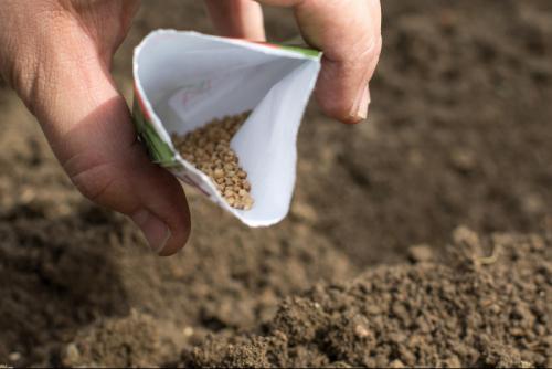 До какого времени осенью можно сажать многолетники. 09