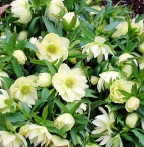 Какие многолетники посадить осенью на даче. Какие многолетники посадить под зиму 05