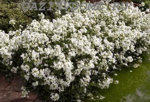 Какие многолетники посадить осенью на даче. Какие многолетники посадить под зиму