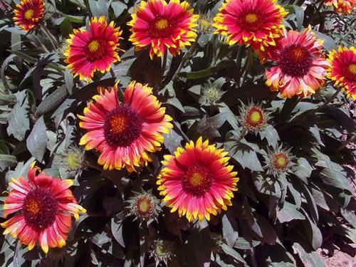 Какие многолетники посадить осенью на даче. Какие многолетники посадить под зиму