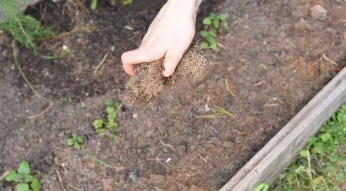 Что посадить в сентябре. Что сажать в сентябре на даче в открытый грунт 06