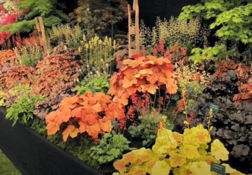 Какие многолетники посадить осенью на даче. Какие многолетники посадить под зиму