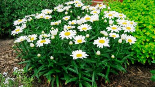 Что сажать в августе-сентябре. Какие цветы и кустарники можно сажать в августе