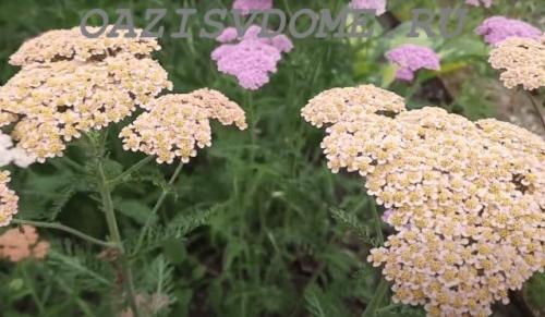 Какие многолетники посадить осенью на даче. Какие многолетники посадить под зиму