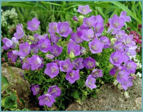 Какие многолетники посадить осенью на даче. Какие многолетники посадить под зиму