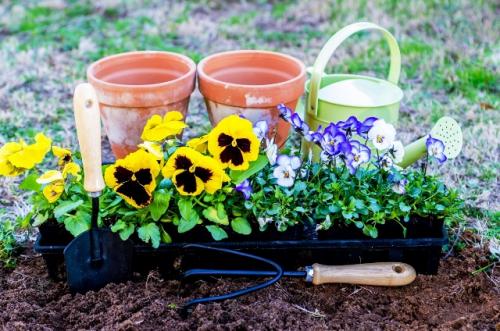 Что сажать в августе-сентябре. Какие цветы и кустарники можно сажать в августе