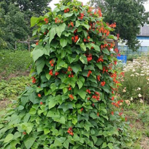 Маленький участок – большой потенциал: как оформить территорию перед домом 17