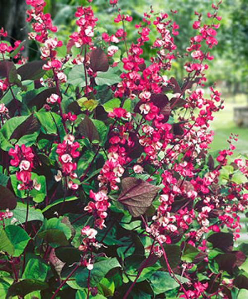 Маленький участок – большой потенциал: как оформить территорию перед домом 19