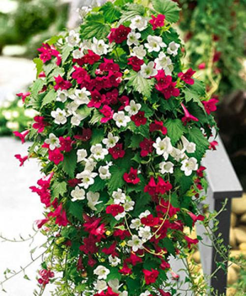 Маленький участок – большой потенциал: как оформить территорию перед домом 16