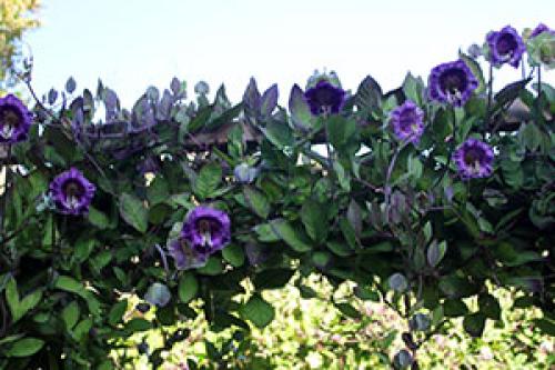 Маленький участок – большой потенциал: как оформить территорию перед домом 15