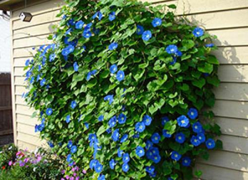 Маленький участок – большой потенциал: как оформить территорию перед домом 20