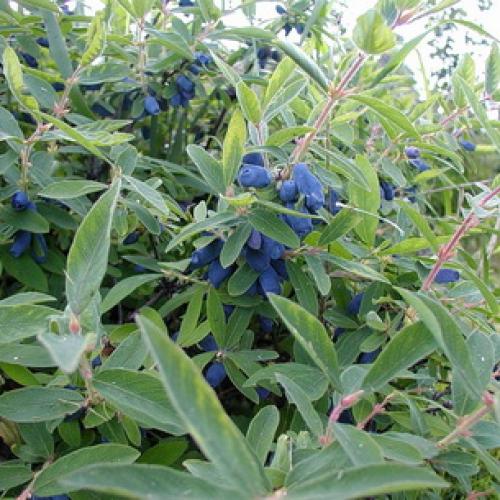 Какие ягодные кустарники можно и нужно сажать осенью. Подготовка к посадке 12