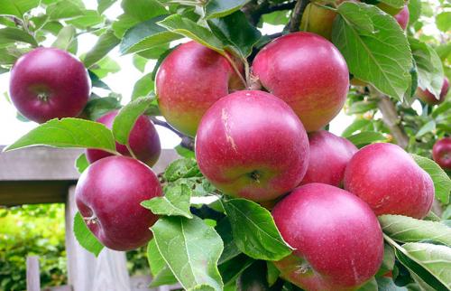 Осенняя посадка яблонь груш. Когда осенью лучше сажать грушу и яблоню?