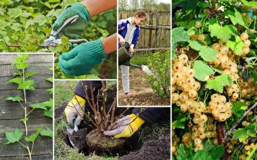 Когда высаживать декоративные кустарники. Осенняя посадка кустарников: полезные советы опытных садоводов