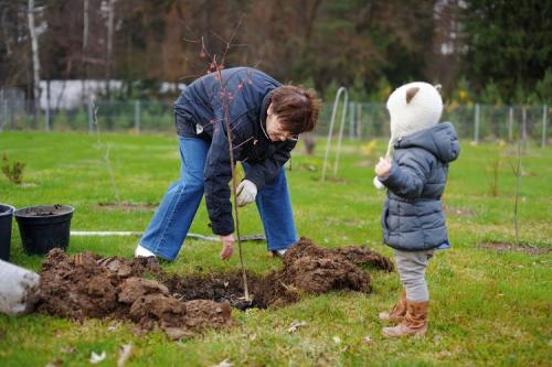 Какие деревья сажают осенью. Какие плодовые деревья можно сажать осенью