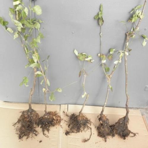 Какие ягодные кустарники можно и нужно сажать осенью. Подготовка к посадке 13