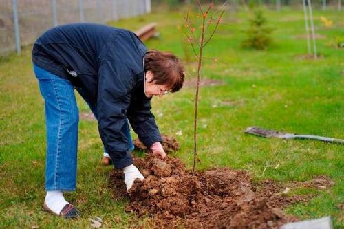 Какие деревья сажают осенью. Какие плодовые деревья можно сажать осенью