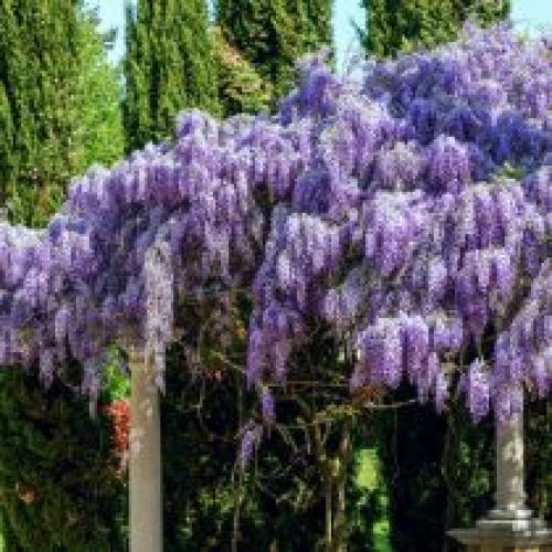 Какие советы по созданию вертикального сада. Выращивание растений на опорах и у стен