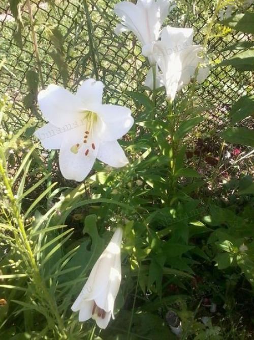 Огородные идеи для дачи: как сделать ваш участок более продуктивным 01