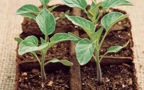 Какие ошибки чаще всего допускают начинающие при обустройстве маленького сада. 7 самых распространенных ошибок тех, кто делает первые шаги в ландшафтном дизайне