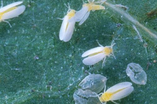 Как бороться с вредителями на огороде без вреда для экологии. Враги урожая. Как бороться с самыми злостными огородными вредителями