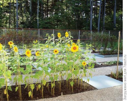 Можно ли совместить огород и декоративный сад на маленьком участке. Как адаптировать геометричный огород под маленький участок