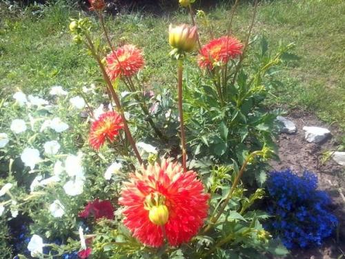 Огородные идеи для дачи: как сделать ваш участок более продуктивным 03