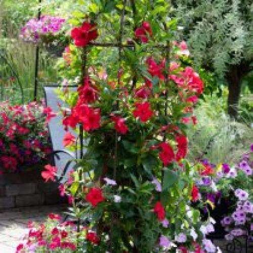 Какие советы по созданию вертикального сада. Выращивание растений на опорах и у стен