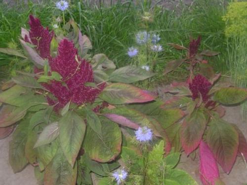 Огородные идеи для дачи: как сделать ваш участок более продуктивным 05