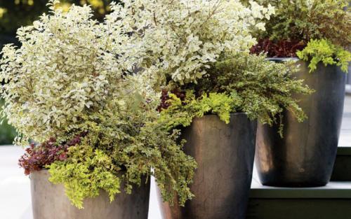 Какие ошибки чаще всего допускают начинающие при обустройстве маленького сада. 7 самых распространенных ошибок тех, кто делает первые шаги в ландшафтном дизайне