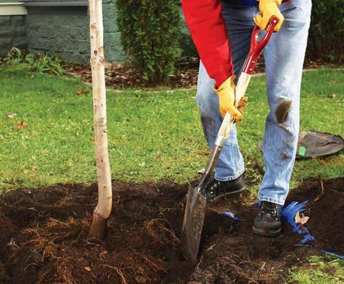 Посадка кустарников осенью под зиму в грунт. Осенняя посадка кустарников: полезные советы опытных садоводов