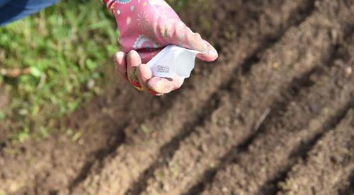 Посадка кустарников осенью под зиму в грунт. Осенняя посадка кустарников: полезные советы опытных садоводов 16