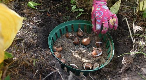 Посадка кустарников осенью под зиму в грунт. Осенняя посадка кустарников: полезные советы опытных садоводов 15