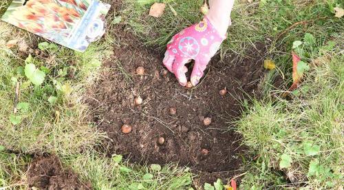 Посадка кустарников осенью под зиму в грунт. Осенняя посадка кустарников: полезные советы опытных садоводов 14