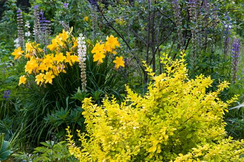 Как сделать дачный сад красивым на протяжении всего года. Без хлопот. Как создать красивый сад, который не нуждается в сложном уходе