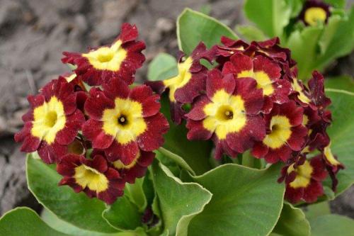 Какие цветы лучше всего сажать в маленьком саду для цветущей композиции. Многолетние цветы для клумбы