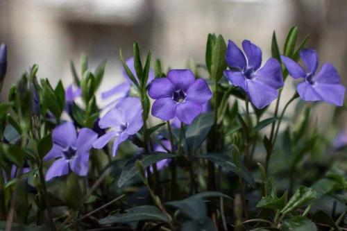 Какие цветы лучше всего сажать в маленьком саду для цветущей композиции. Многолетние цветы для клумбы