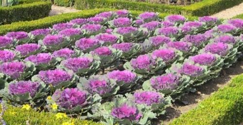 Какие полезные растения (травы, овощи) можно выращивать на маленьком участке. Топ 14 полезной зелени