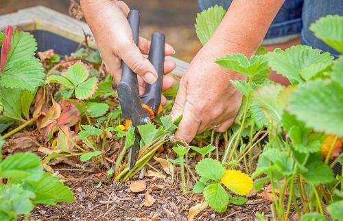 Чем обработать сад осенью украина. Осенняя обработка сада: эффективные приемы против болезней и вредителей