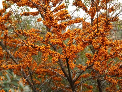 Какие деревья и почему лучше сажать осенью. Посадка осенью деревьев и кустарников. Какие деревья и кустарники лучше сажать осенью и почему? 11 Какие деревья и почему лучше сажать осенью. Посадка осенью деревьев и кустарников. Какие деревья и кустарники лучше сажать осенью и почему? 11
