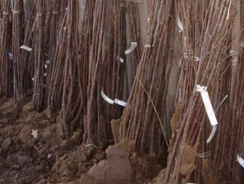 Какие деревья и почему лучше сажать осенью. Посадка осенью деревьев и кустарников. Какие деревья и кустарники лучше сажать осенью и почему?