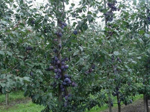 Какие деревья и почему лучше сажать осенью. Посадка осенью деревьев и кустарников. Какие деревья и кустарники лучше сажать осенью и почему? 08 Какие деревья и почему лучше сажать осенью. Посадка осенью деревьев и кустарников. Какие деревья и кустарники лучше сажать осенью и почему? 08