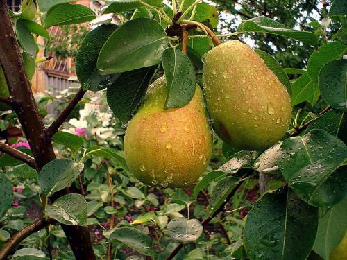 Какие деревья и почему лучше сажать осенью. Посадка осенью деревьев и кустарников. Какие деревья и кустарники лучше сажать осенью и почему? 06 Какие деревья и почему лучше сажать осенью. Посадка осенью деревьев и кустарников. Какие деревья и кустарники лучше сажать осенью и почему? 06