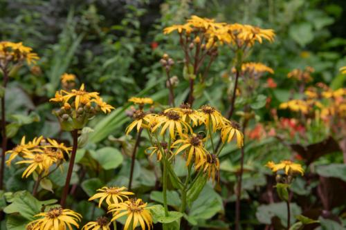 Какие самые неприхотливые растения для палисадника. Виды неприхотливых цветов с названиями и фото