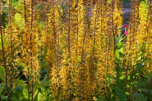 Какие самые неприхотливые растения для палисадника. Виды неприхотливых цветов с названиями и фото