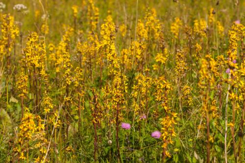 Какие самые неприхотливые растения для палисадника. Виды неприхотливых цветов с названиями и фото