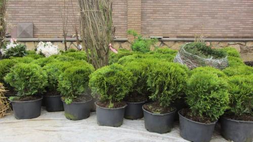 Как правильно сажать плодовые деревья осенью. Посадка и пересадка деревьев осенью: рекомендации опытных садоводов